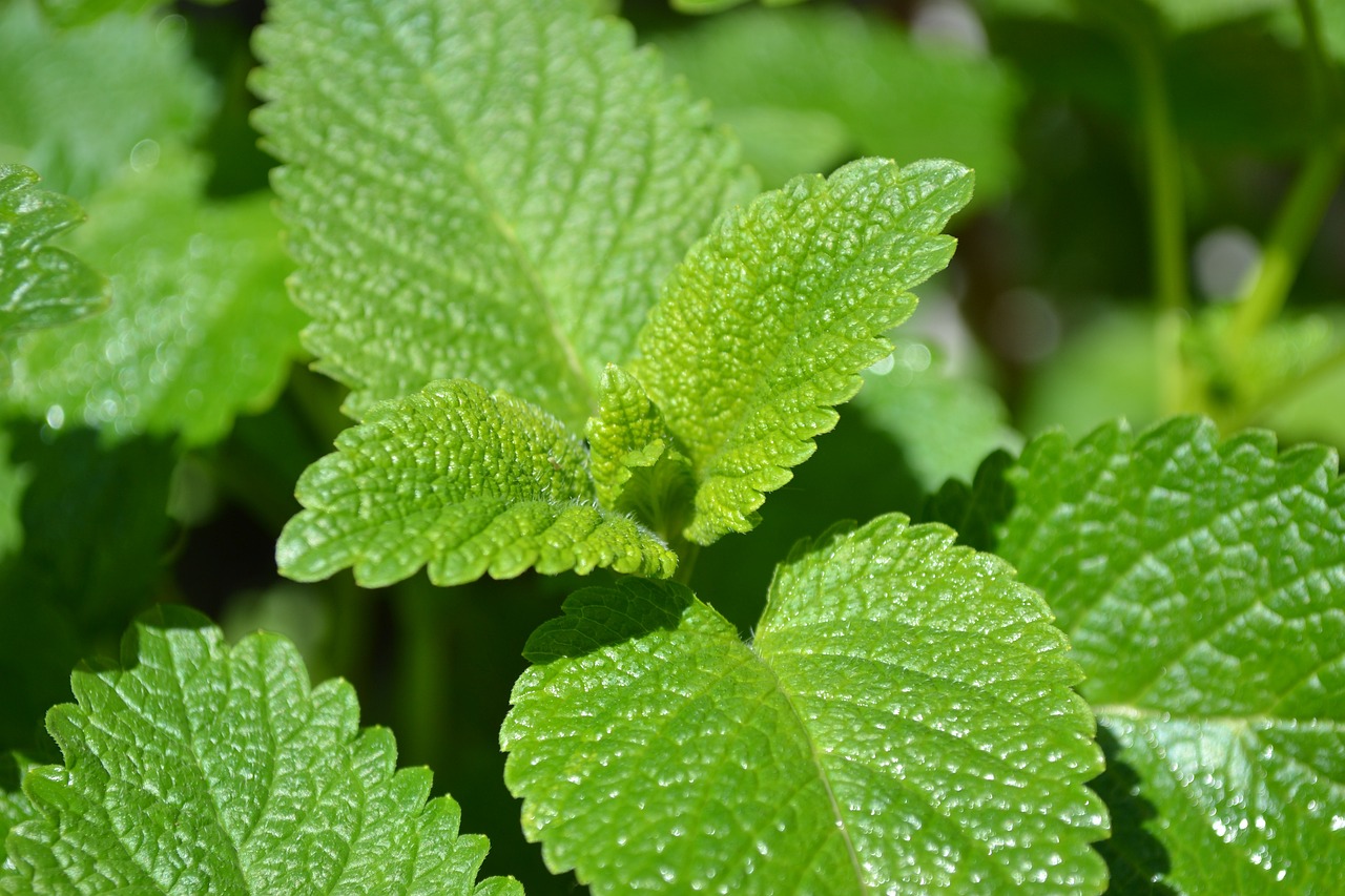 Lemon balm: An Intro to Backyard Herbs and Their Uses #2