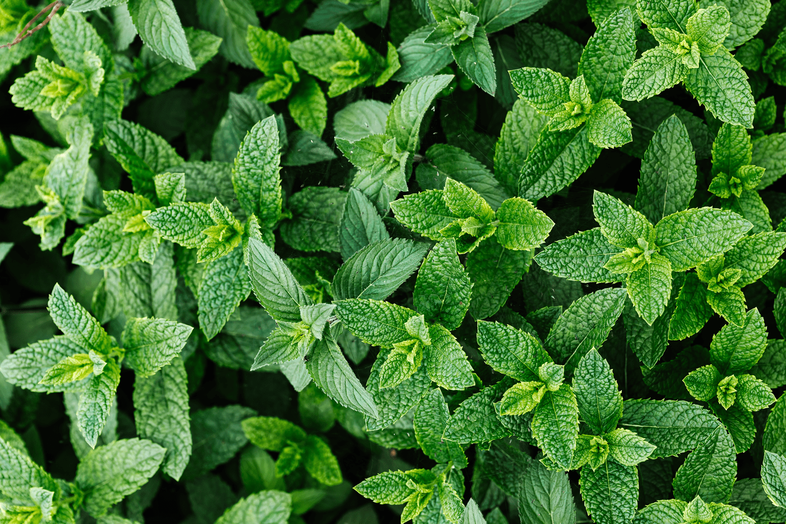 Mint: An Intro to Backyard Herbs and Their Uses #1